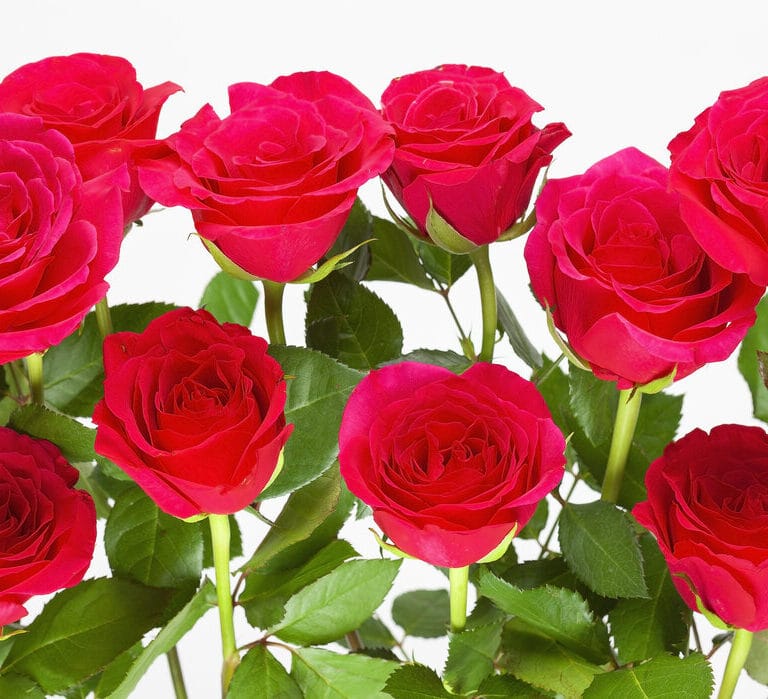Meaning of Red Roses Bouquets