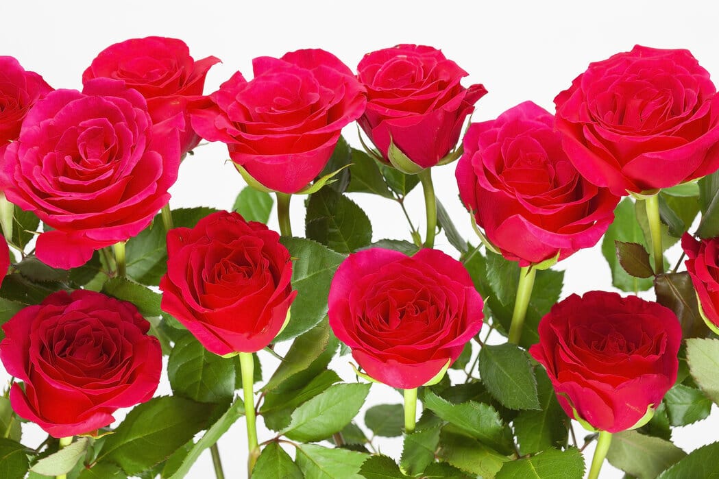 Meaning of Red Roses Bouquets