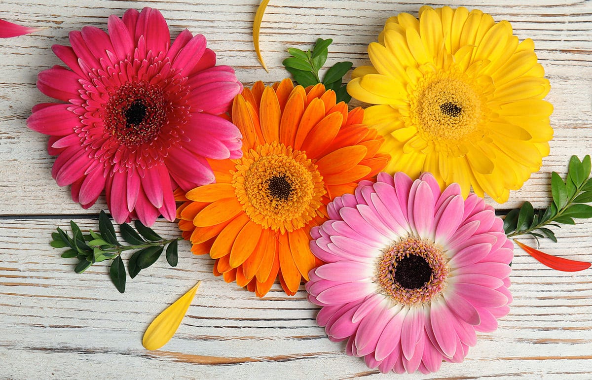 Bright Pink Gerbera Daisies for Dubai Weddings | Goshen Flower