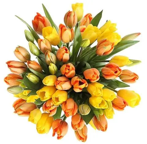 Tulips flower