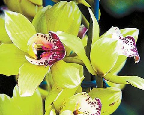 The 9 Most Expensive Flowers in the World: Nature's Priceless Masterpieces (2025 Guide) is Shenzhen Nongke Orchid part of the most expensive flowers in the world