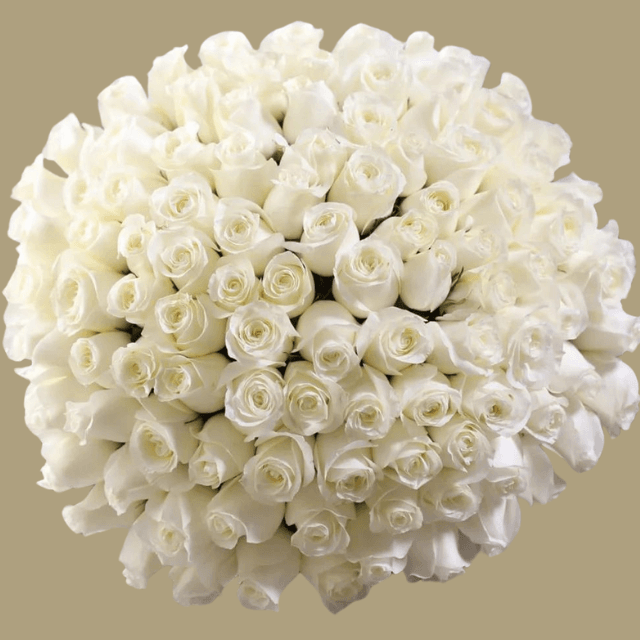 100 white roses bouquet luxury flower delivery in Dubai – Goshen Flowers