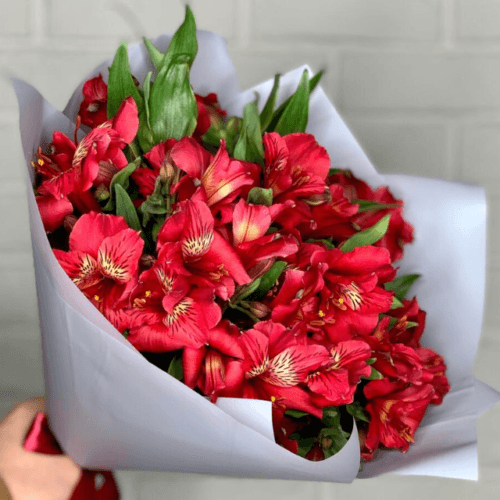 Fresh Alstroemeria Cardina Bouquet (20 Stems) | Goshen Flower UAE Delivery