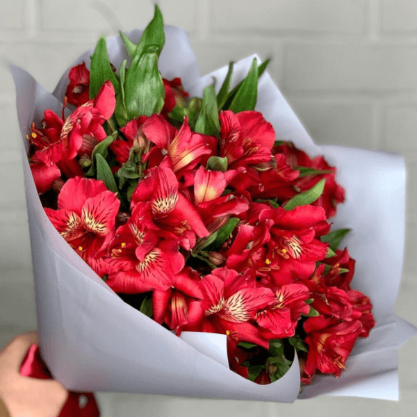 Fresh Alstroemeria Cardina Bouquet (20 Stems) | Goshen Flower UAE Delivery