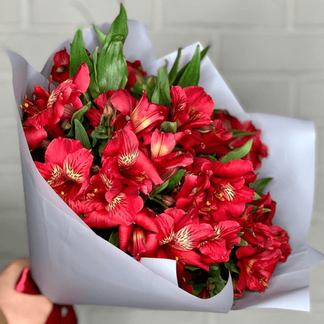 Fresh Alstroemeria Cardina Bouquet (20 Stems) | Goshen Flower UAE Delivery