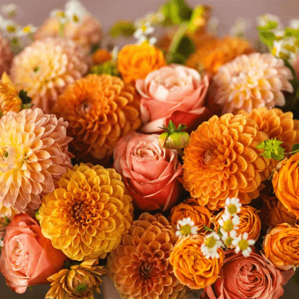 Dahlia goshen flower, fresh luxury flowers in dubai