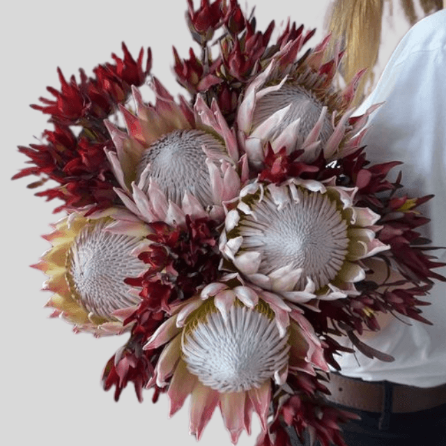 King protea flowers goshen flower delivery dubai