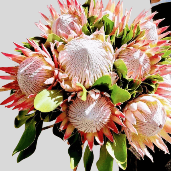 Crown Jewel King Protea bouquet with bold pink and white petals - Dubai flower delivery