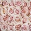 Mother of Pearl goshen flower delivery Dubai