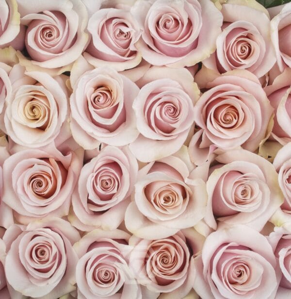 Mother of Pearl goshen flower delivery Dubai