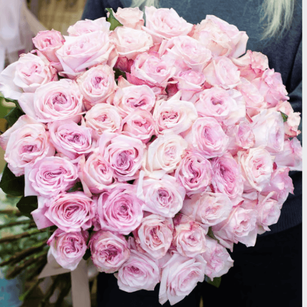 Pink Ohara Roses one of the most liked rose and used a symbol of luxury and elegancy in dubai