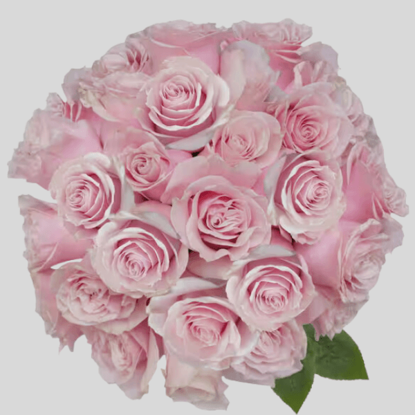 Pink Mondial Rose goshen flower delivery Dubai