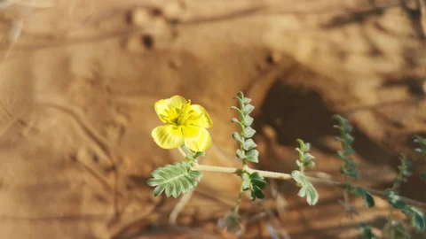 The Beauty of Tribulus Omanense Tribulus Omanense in UAE desert