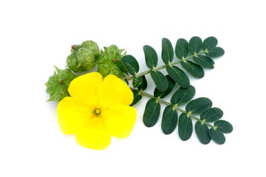 The Beauty of Tribulus Omanense Tribulus Omanense