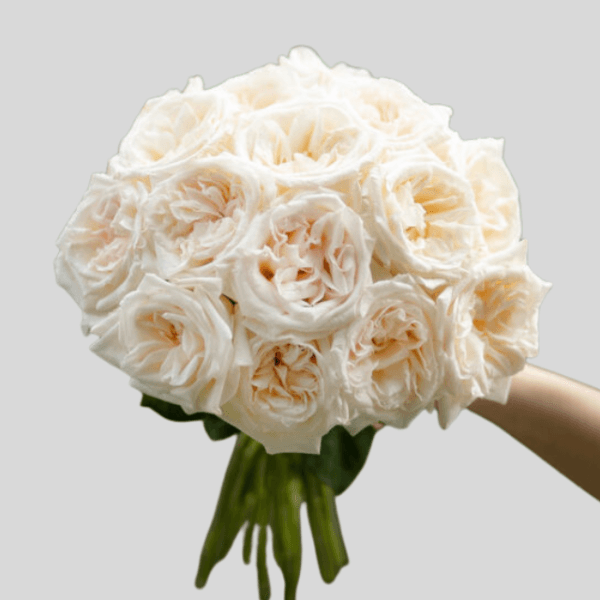 White Ohara Roses goshen flower delivery Dubai