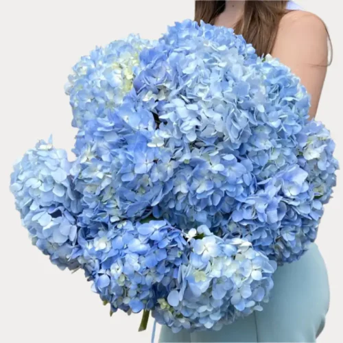 blue hydrangea available for delivery in Dubai