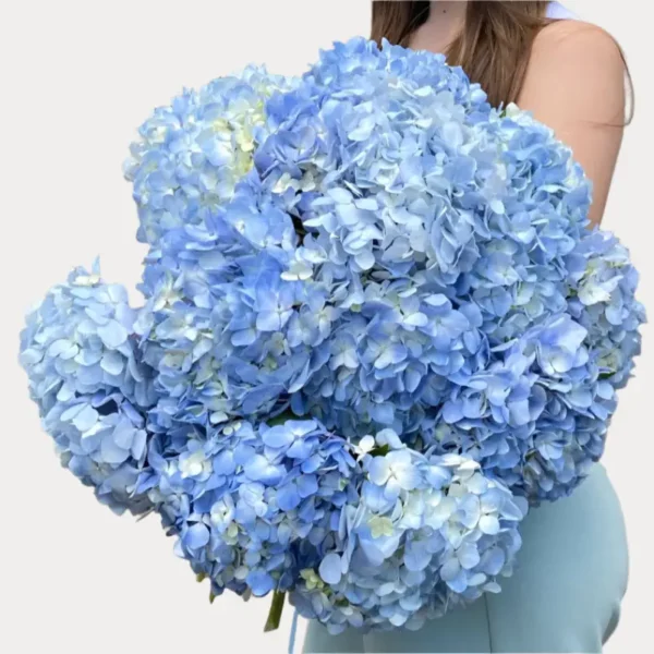 blue hydrangea available for delivery in Dubai