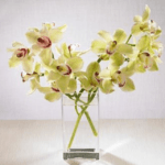 Green Cymbidium Orchid