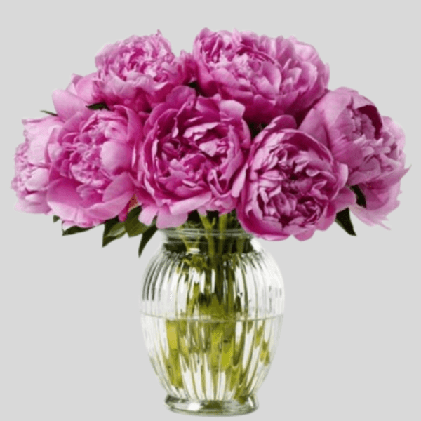 Pink Peony Elegance Vase