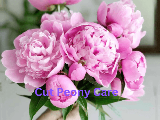 Learn how to care for peonies and make them last longer in Dubai's warm climate