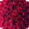 50 red roses flowers dubai