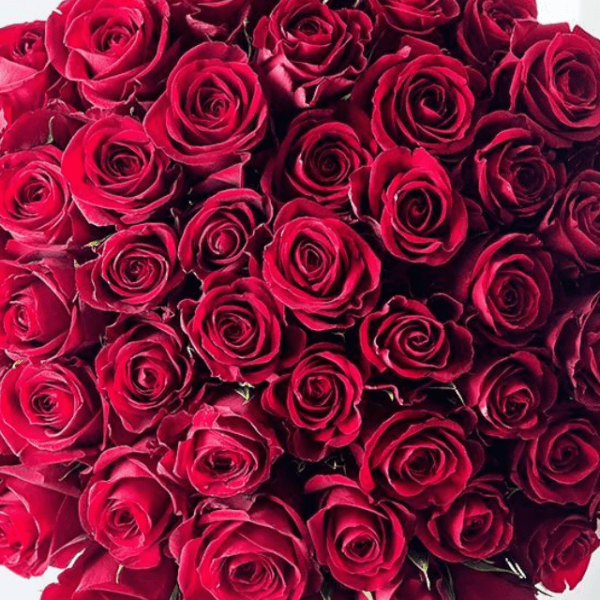 50 red roses flowers dubai