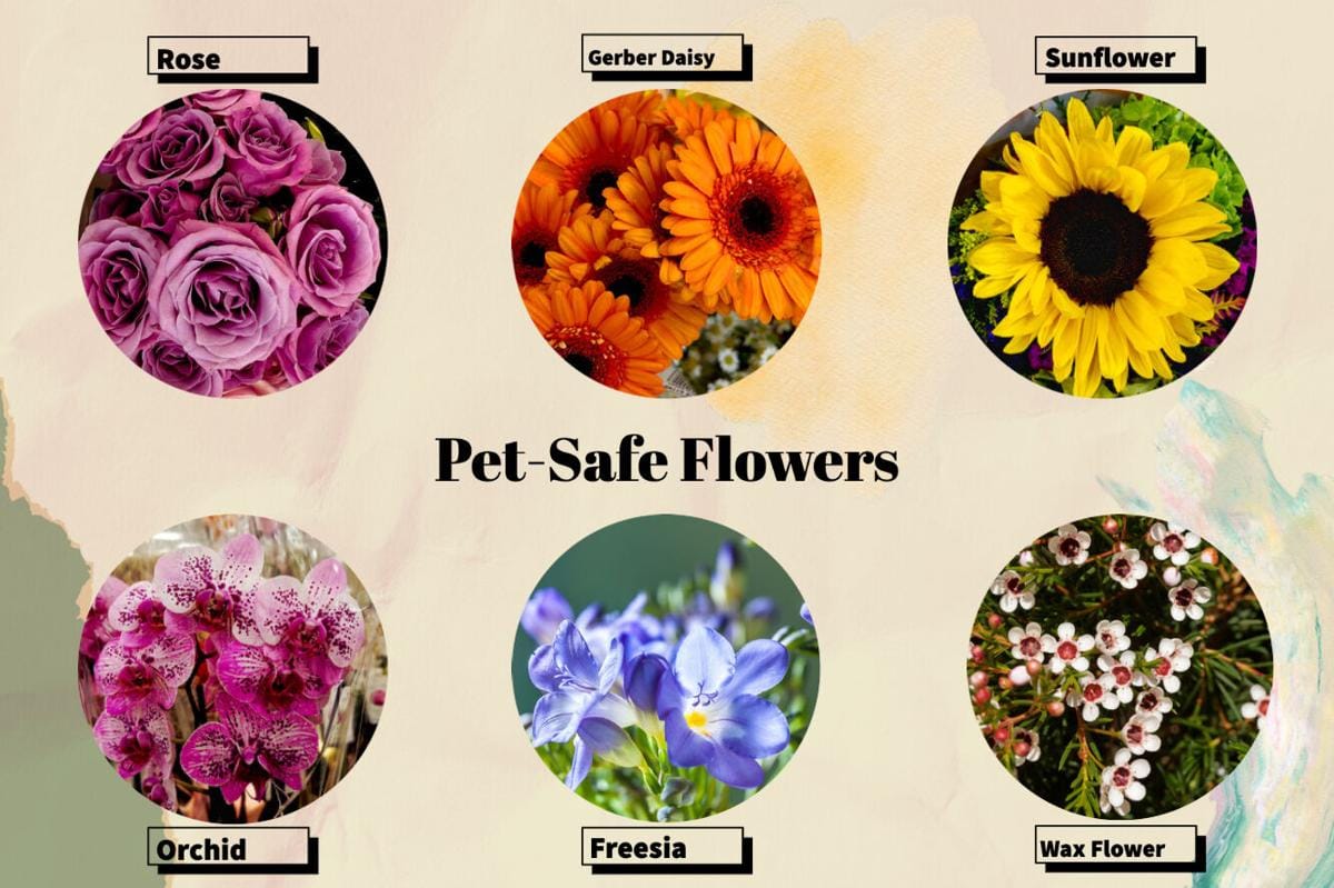 pet-friendly flowers Dubai
