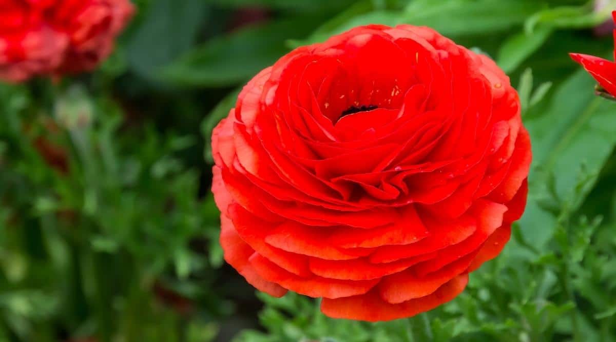 Flowers That Look Like Roses