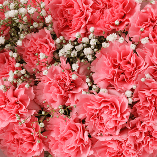 A delightful bouquet of pink carnation delight and baby’s breath, wrapped in pink, available for delivery in Dubai.