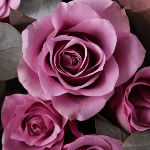 A stunning bouquet of 12 premium purple roses with eucalyptus leaves, perfect for gifting and flower delivery in Dubai.