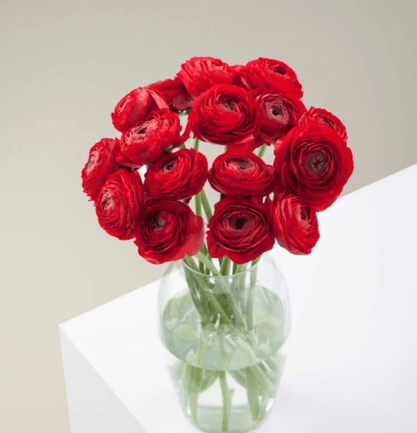 Ranunculus Cloni Passion (Red) with soft pink accents – elegant flowers for gifts and events, available for online delivery in Dubai