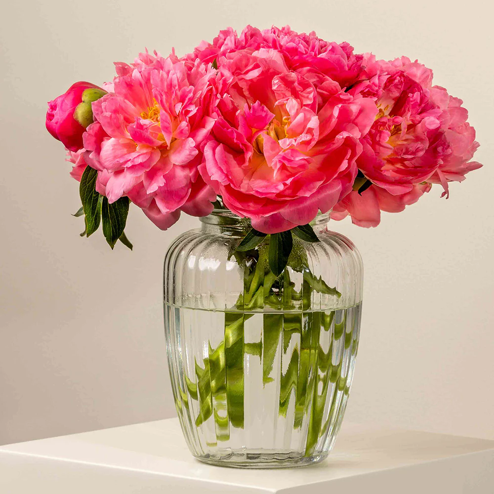 Top 10 Most Romantic Flowers for Proposals in Dubai – Your Guide to a Perfect ‘Yes’! Peonies in Dubai