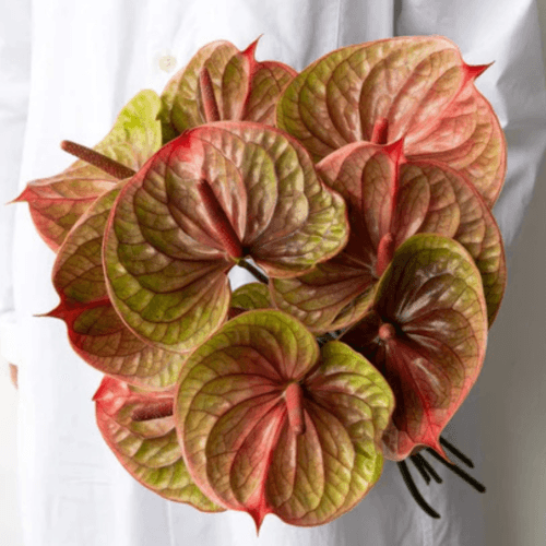 Copper Anthurium flower in a modern ceramic pot, ideal for Dubai homes and offices