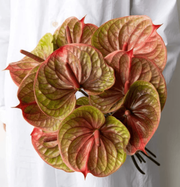 Copper Anthurium flower in a modern ceramic pot, ideal for Dubai homes and offices