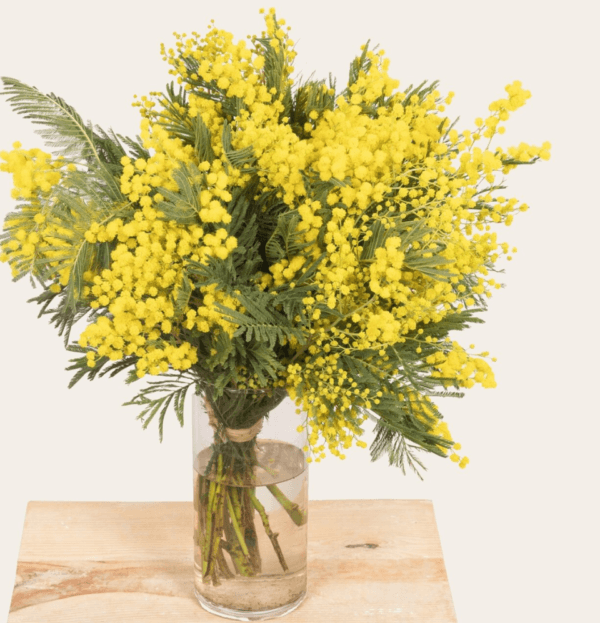 Luxury Golden Mimosa Flower vase , Arranged in Ribbed Glass Vase – Dubai Same-Day flower Delivery"