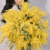 golden-mimosa-woman-holding-flowers