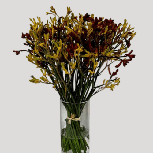 Mixed Kangaroo Paws bouquet with red, yellow, and orange blooms – exotic flowers delivery in Dubai.