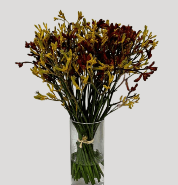 Mixed Kangaroo Paws bouquet with red, yellow, and orange blooms – exotic flowers delivery in Dubai.