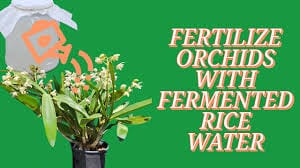 Dubai Orchid care rice water