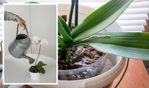 How to water orchids in dubai