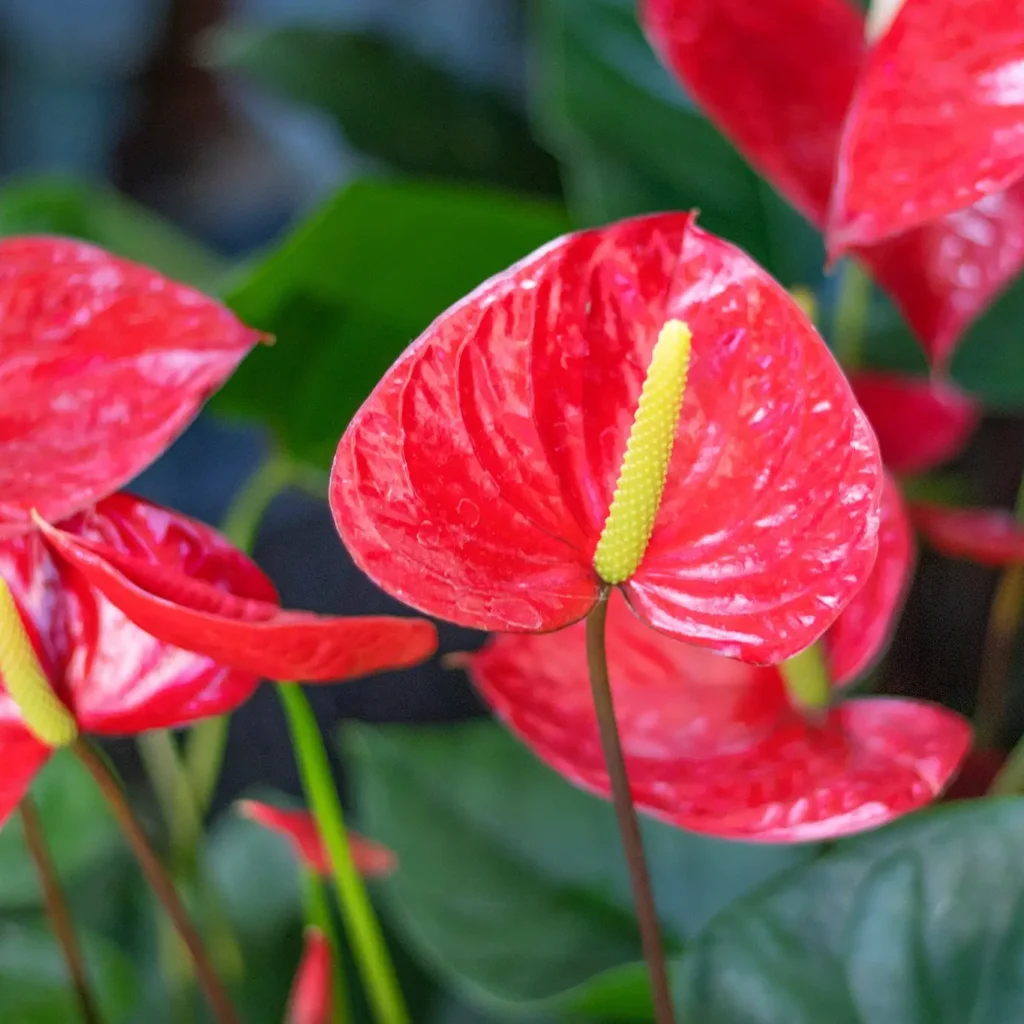 20 Flowering Houseplants That Thrive in UAE Homes: Your Complete Guide Anthurium flowers in Dubai