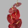 Red anthurium bouquet delivery dubai