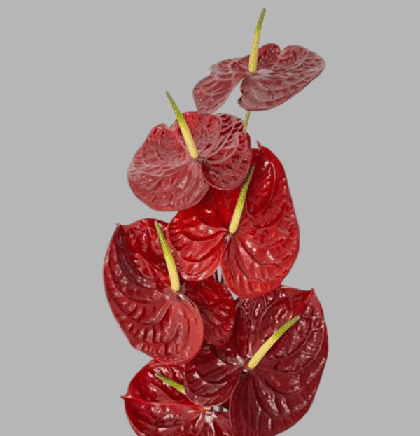 Red anthurium bouquet delivery dubai