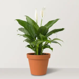 Peace Lily (Spathiphyllum wallisii) indoor air purifying plant with white flower and green leaves