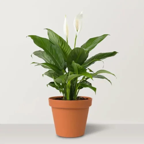 Peace Lily (Spathiphyllum wallisii) indoor air purifying plant with white flower and green leaves