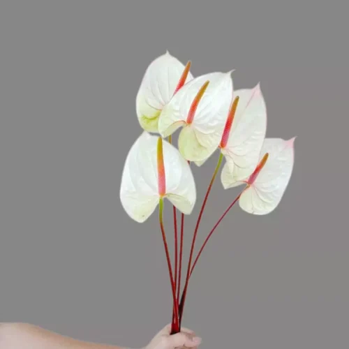 Elegant anthurium lybra bouquet styled with a modern twist, perfect for luxury gifting in Dubai, handcrafted by Goshen Flowers