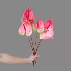 Bold anthurium tequila flower arrangement in vibrant tropical colors, styled for luxury gifting and same-day delivery in Dubai by Goshen Flowers