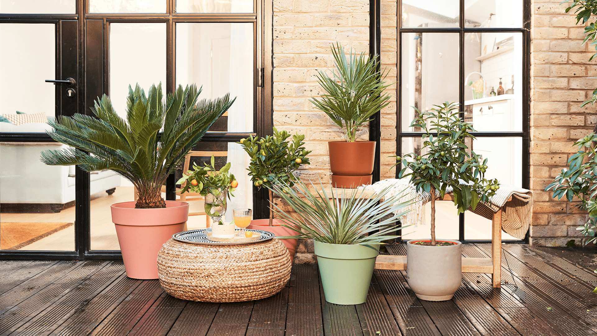 Peace Lily flowering houseplants thriving in a Dubai apartment