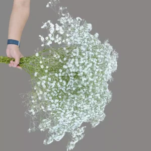 Delicate Gypsophila (baby’s breath) bouquet in soft white tones, hand-arranged for minimal floral elegance by Goshen Flowers in Dubai