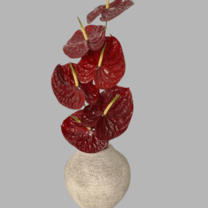 Luxury red anthurium flower stems called Midnight Flamingo Anthurium, available for delivery in Dubai